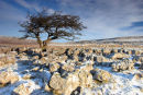 07-0900 Winter Hawthorn Tree, Scales Moor, Yorkshire Dales